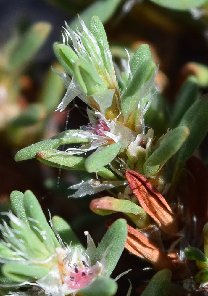 Image of Polygonum biaristatum specimen.