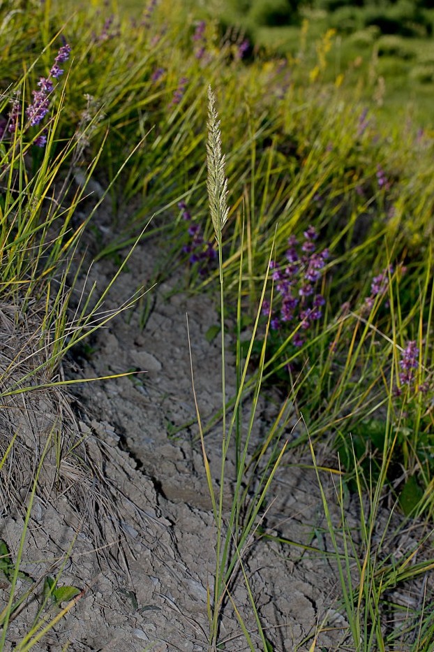 Image of Calamagrostis epigeios specimen.