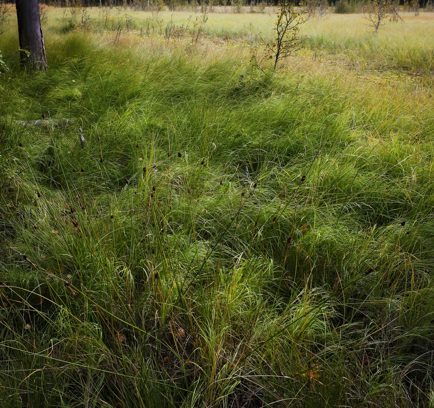 Изображение особи Juncus conglomeratus.