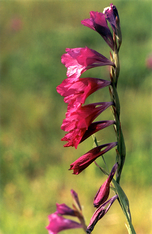 Изображение особи Gladiolus imbricatus.