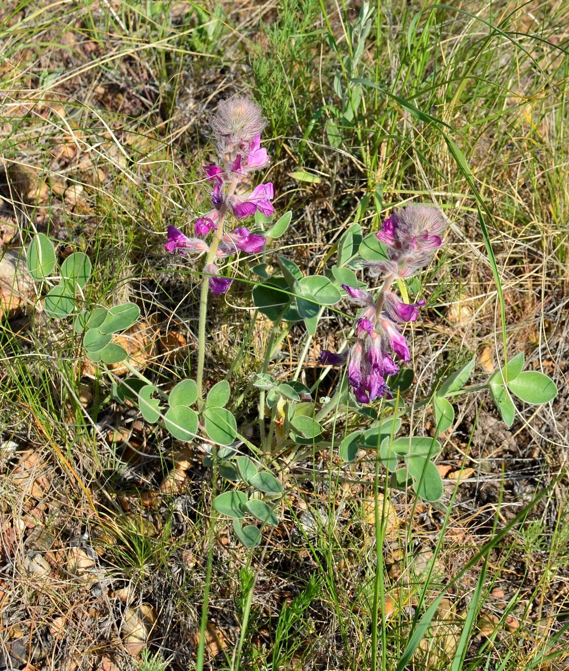 Изображение особи Hedysarum argyrophyllum.