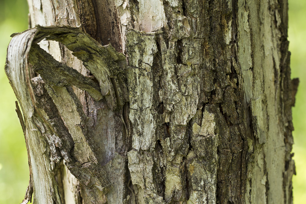 Image of Fraxinus excelsior specimen.