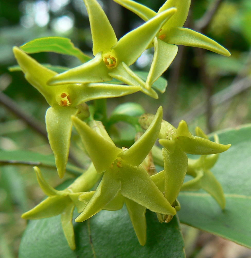 Image of Daphne pontica specimen.