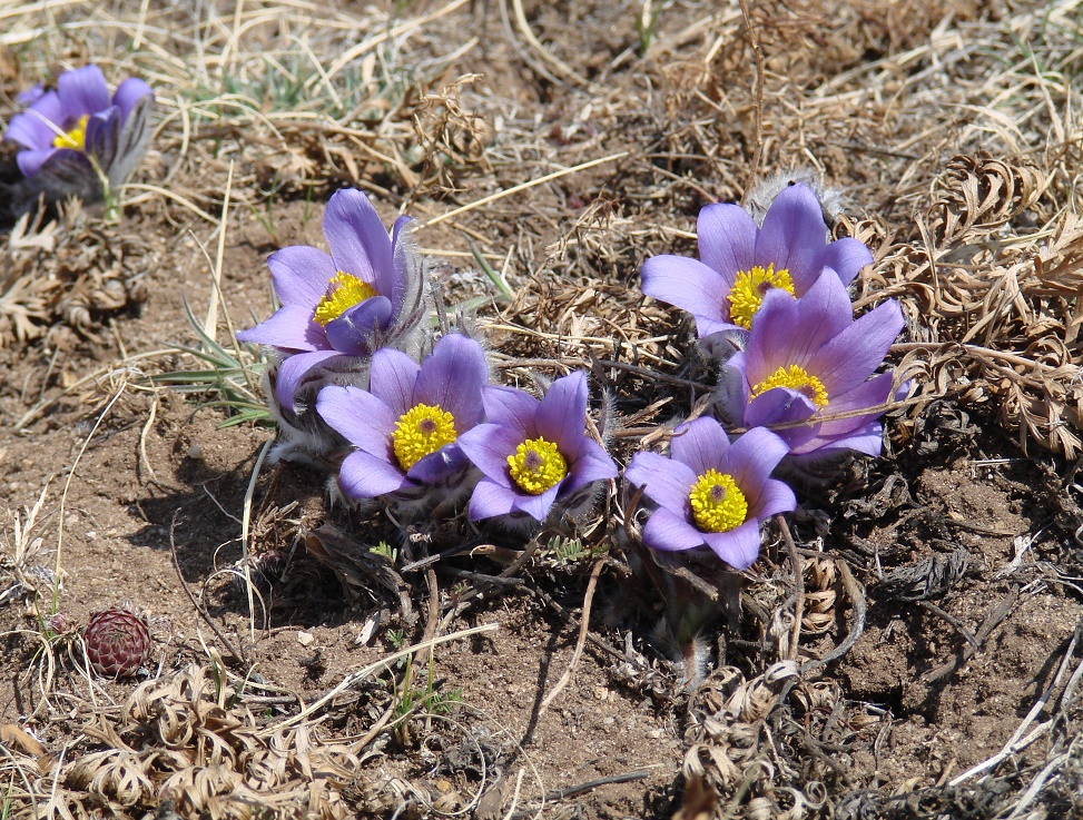 Image of Pulsatilla turczaninovii specimen.