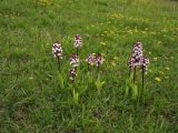 Orchis purpurea