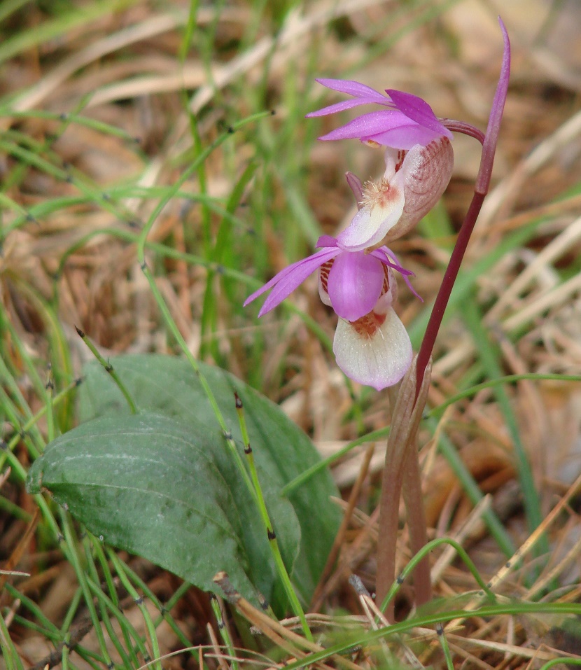 Image of Calypso bulbosa specimen.