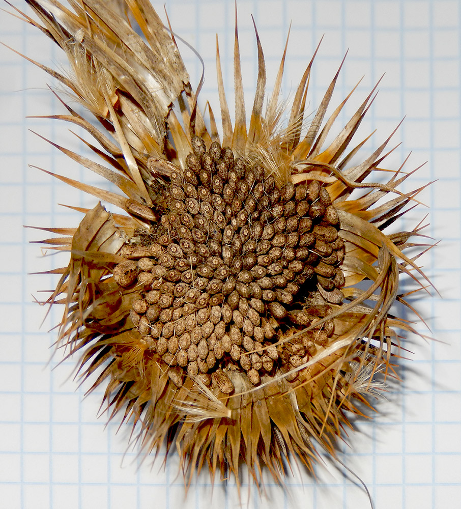 Image of Onopordum acanthium specimen.