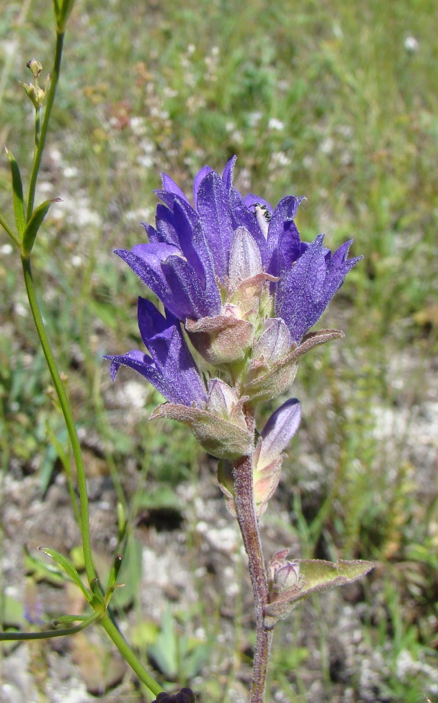 Image of Campanula farinosa specimen.