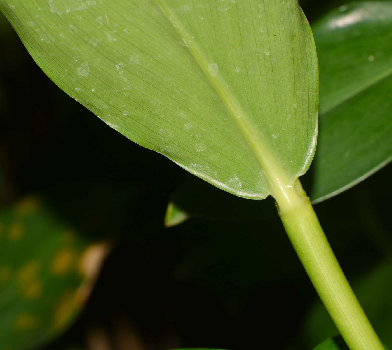 Image of Costus woodsonii specimen.