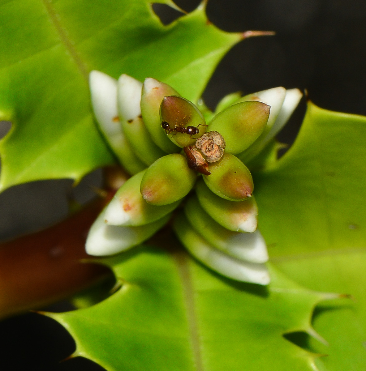 Изображение особи Acanthus ilicifolius.