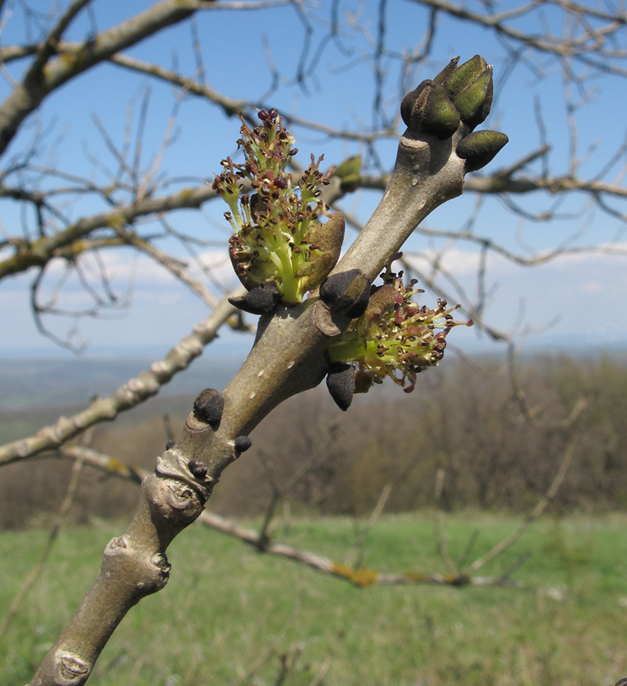 Image of Fraxinus excelsior specimen.