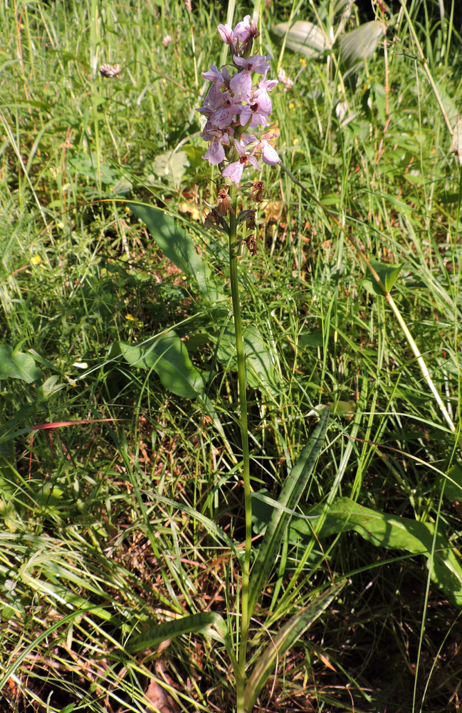 Изображение особи Dactylorhiza maculata.