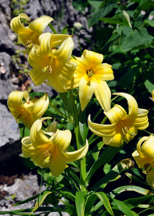 Image of Lilium monadelphum specimen.