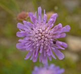 Knautia arvensis