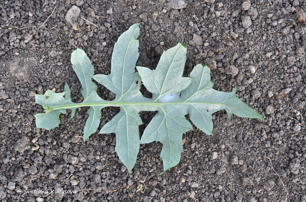 Изображение особи Echinops bannaticus.