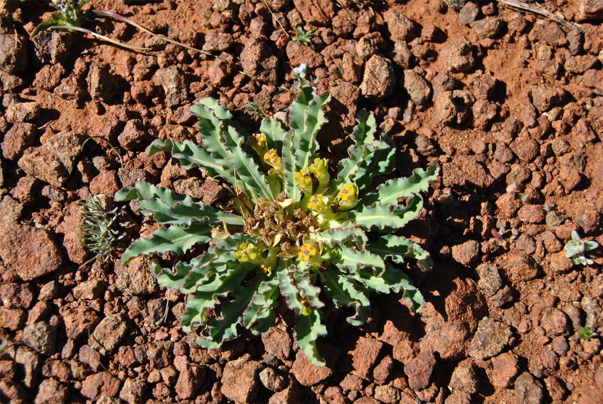 Image of Euphorbia tuberosa specimen.