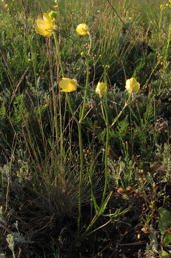 Image of Ranunculus pedatus specimen.