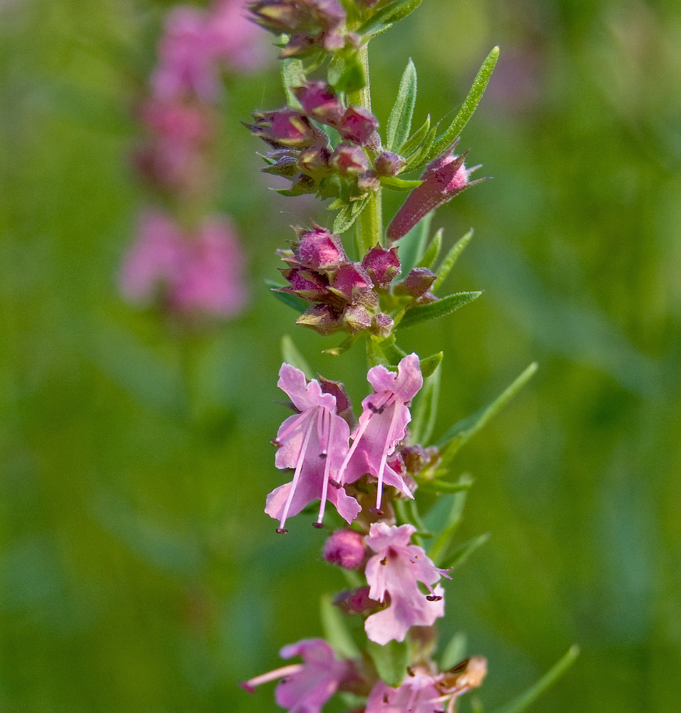 Изображение особи Hyssopus officinalis.