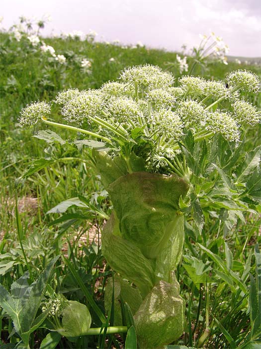 Image of Agasyllis latifolia specimen.