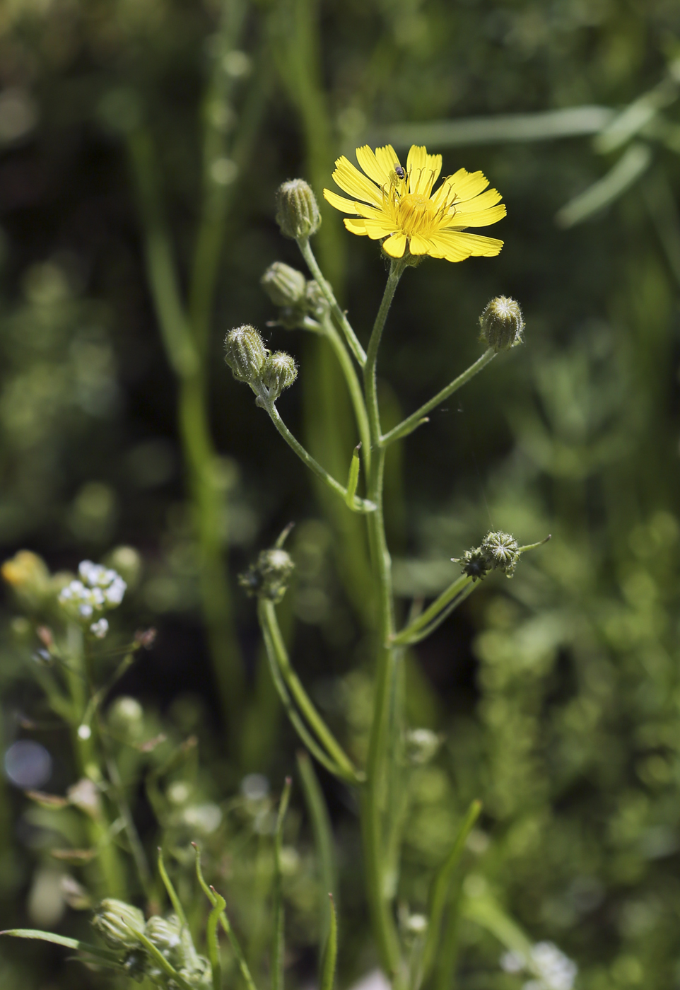 Изображение особи Crepis tectorum.