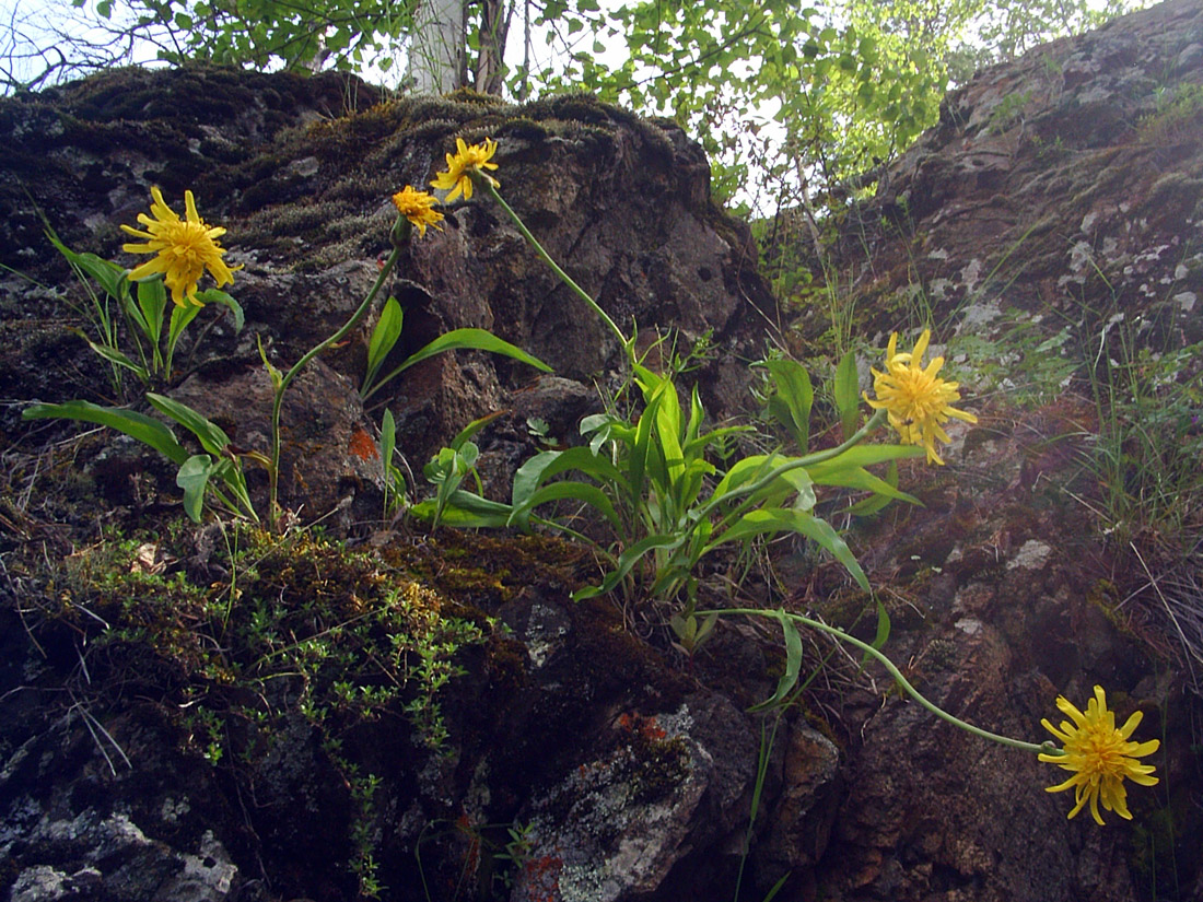 Image of Scorzonera glabra specimen.