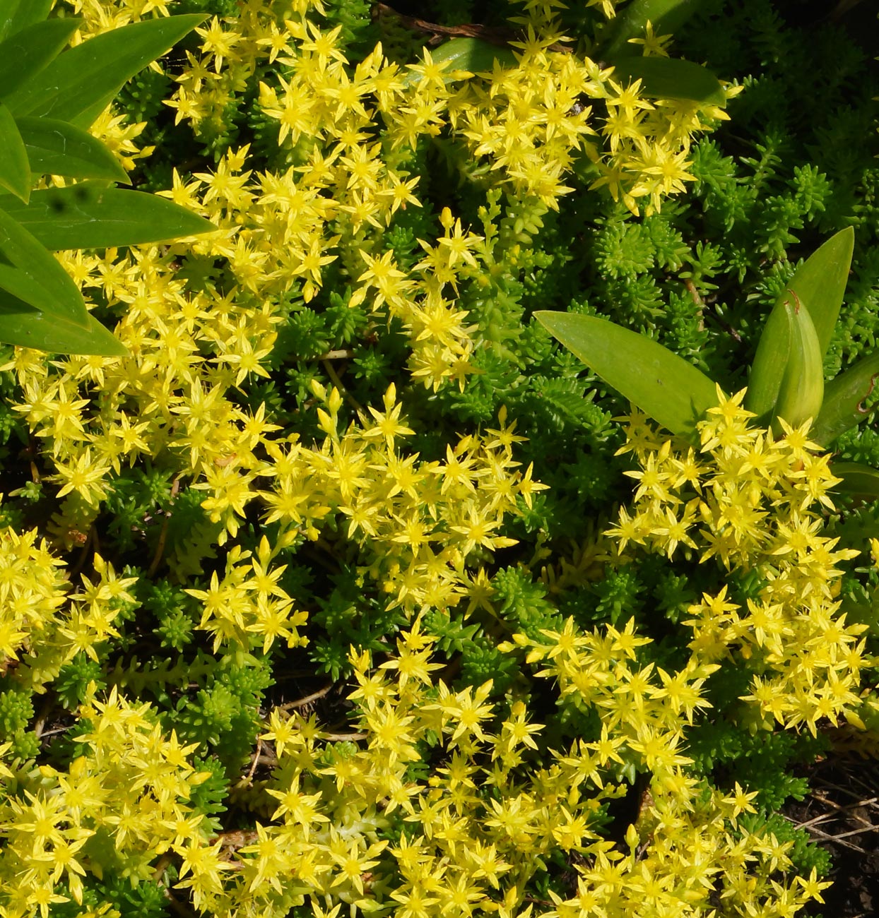 Изображение особи Sedum sexangulare.