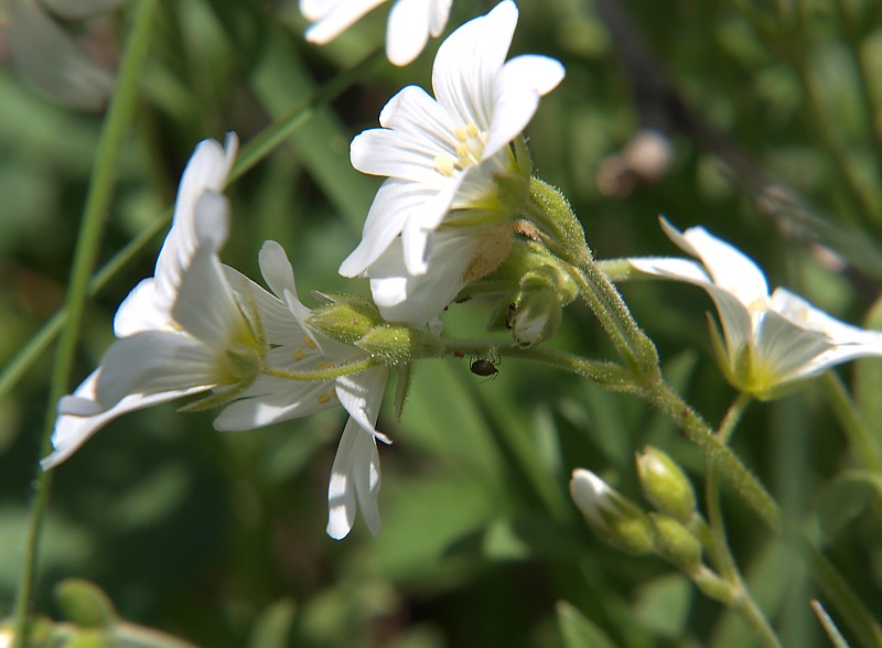 Image of Cerastium arvense specimen.