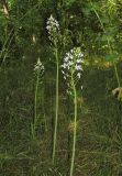 Ornithogalum arcuatum. Цветущие растения. Крым, окр. Феодосии, ур. Кизилташ, дно лесной балки с ручьем. 30 мая 2018 г.