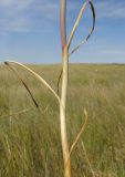 Allium regelianum