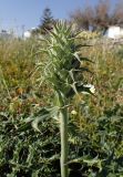 Acanthus spinosus