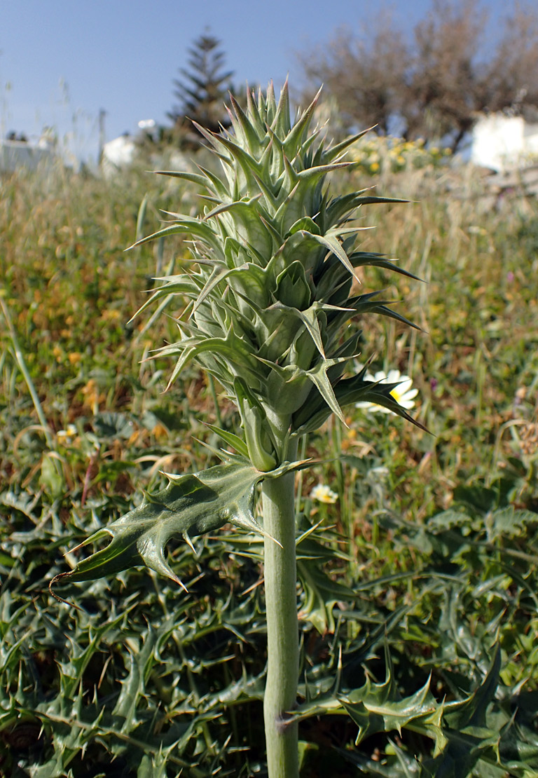 Image of Acanthus spinosus specimen.