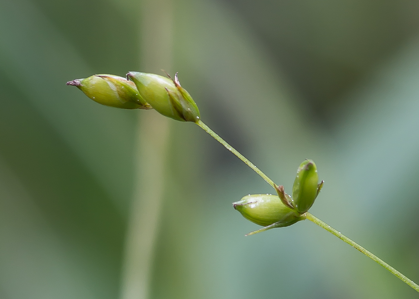 Изображение особи Carex disperma.