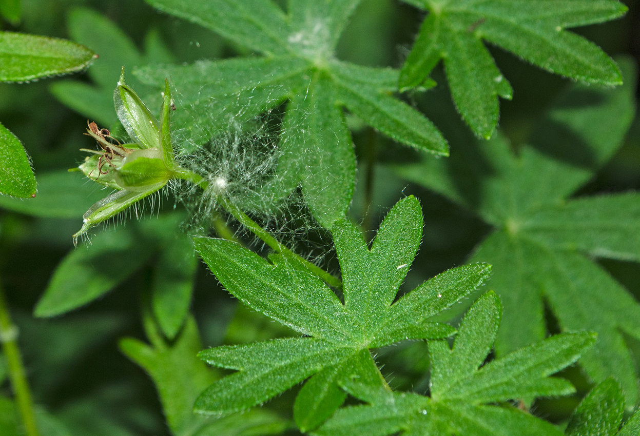 Image of Geranium sanguineum specimen.