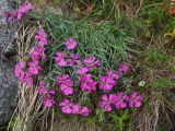 Dianthus repens. Цветущее растение. Магаданская обл., окр. г. Магадан, мыс Островной, разнотравный луг на приморском склоне. 21.07.2018.