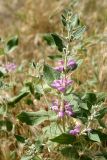 Phlomis thapsoides