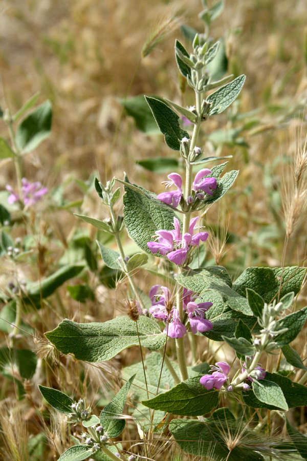 Изображение особи Phlomis thapsoides.