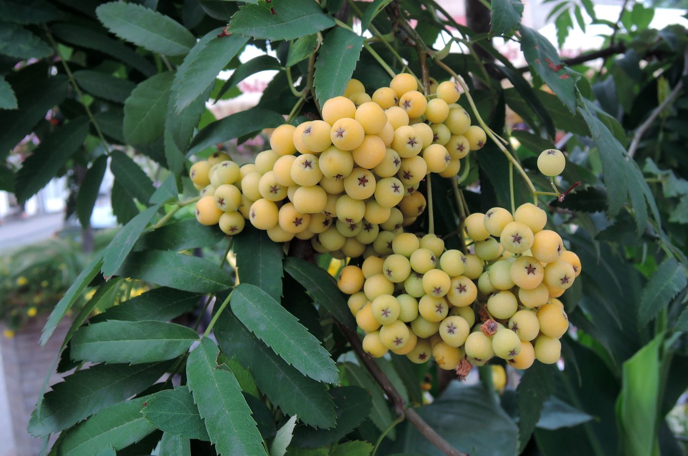 Image of Sorbus &times; arnoldiana specimen.