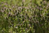 Lamium purpureum