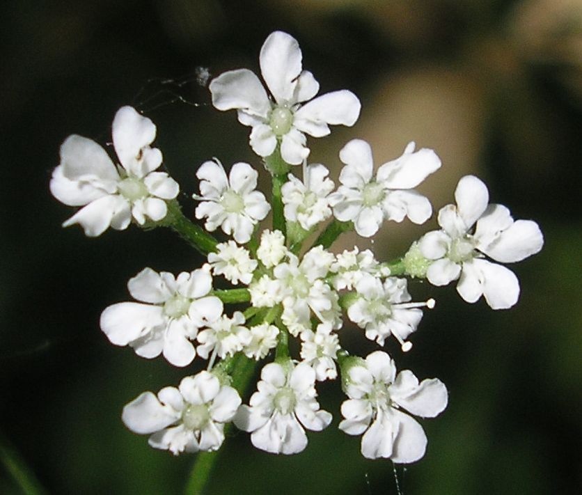 Image of Torilis arvensis specimen.