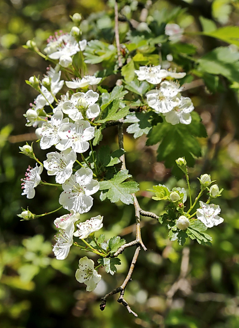 Изображение особи род Crataegus.