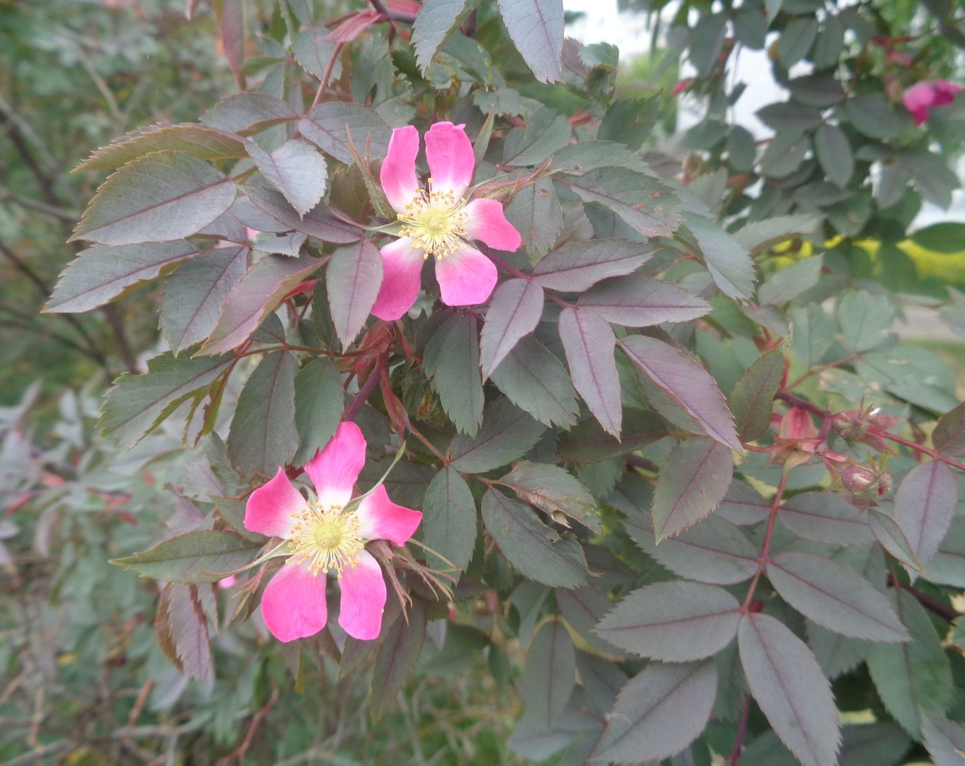 Image of Rosa glauca specimen.