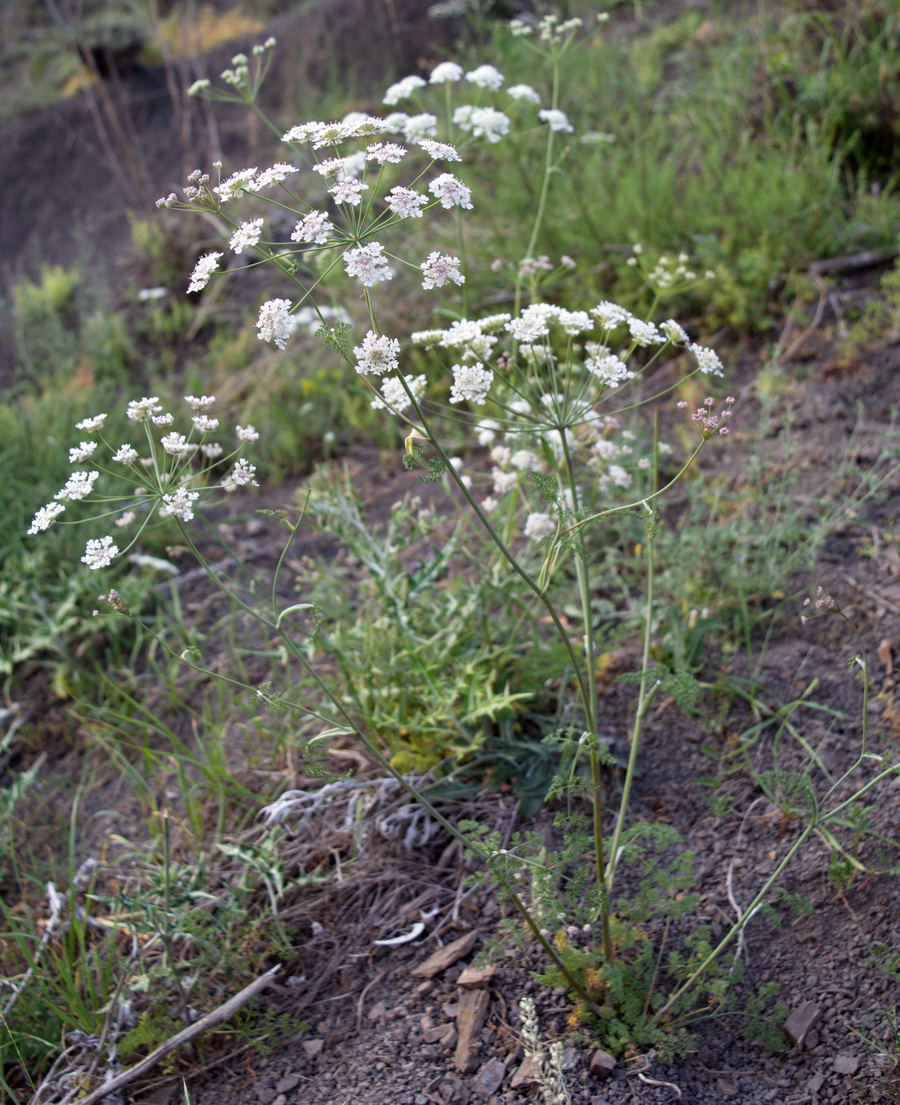 Изображение особи семейство Apiaceae.