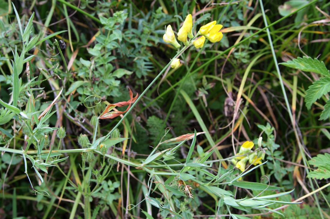 Изображение особи Lathyrus pratensis.