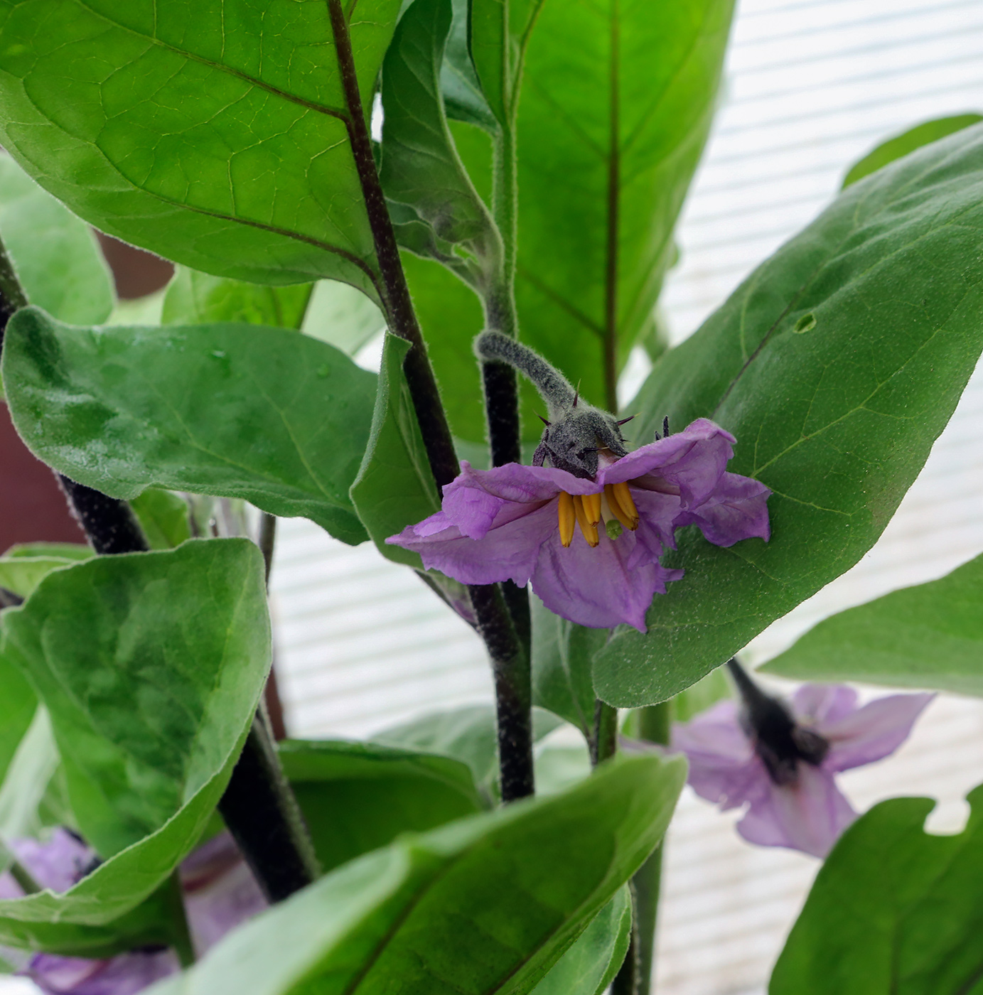 Image of Solanum melongena specimen.