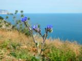 Anchusa leptophylla. Цветущее растение. Крым, Севастополь, мыс Фиолент, на краю обрыва в разнотравье. Июль 2019 г.