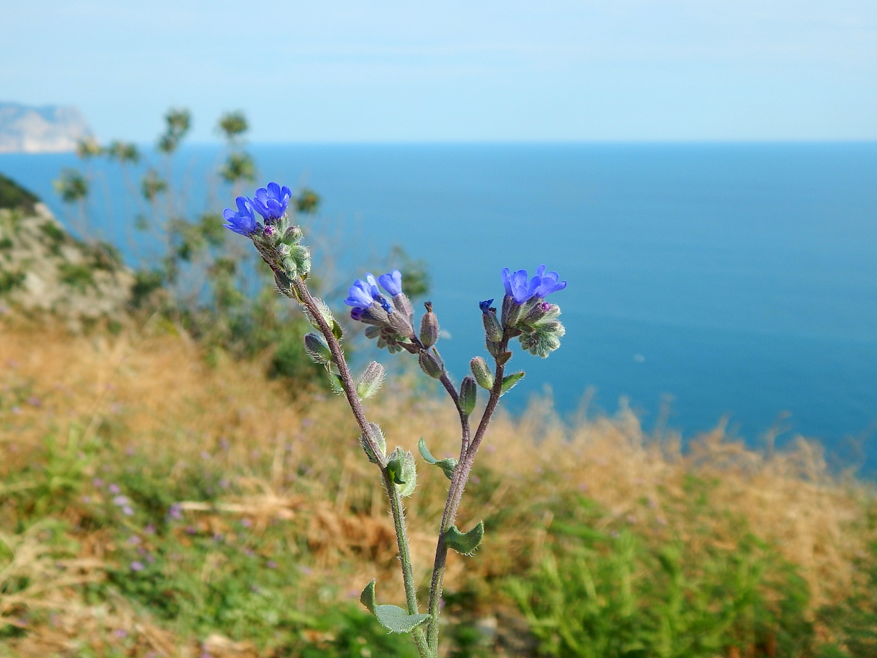 Image of Anchusa leptophylla specimen.