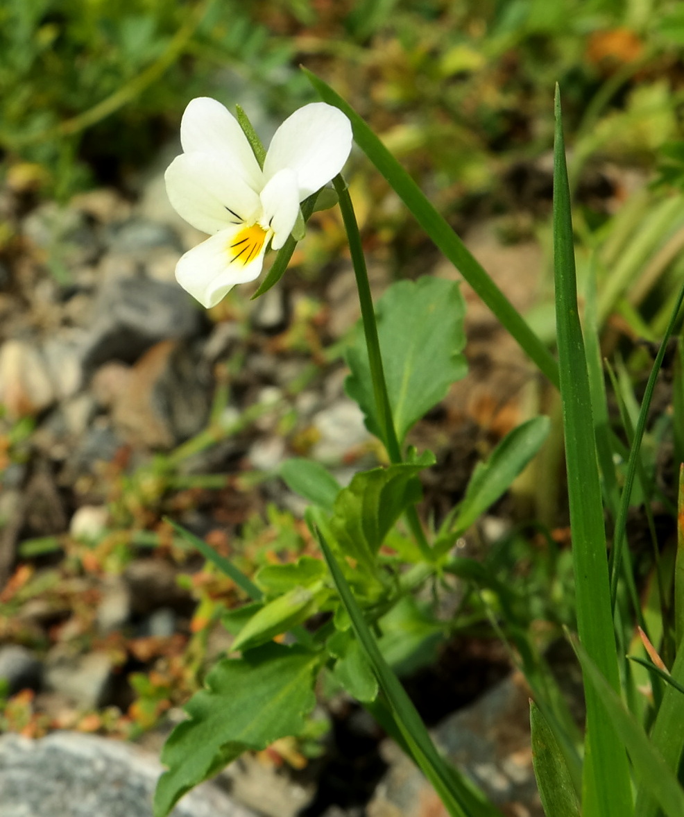 Image of genus Viola specimen.