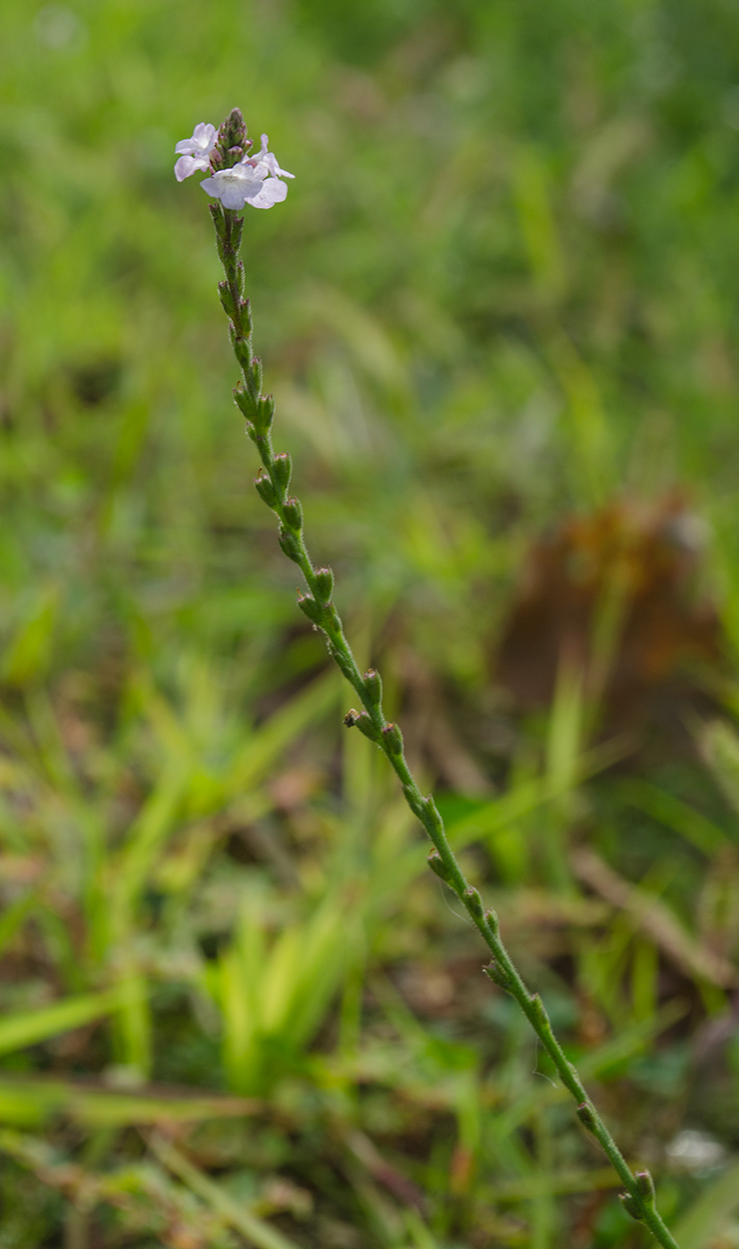 Image of Verbena officinalis specimen.