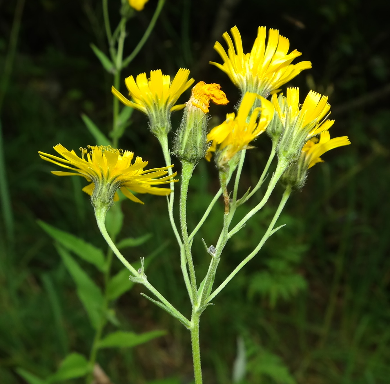 Изображение особи род Hieracium.