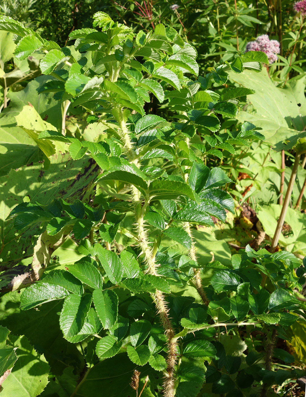 Image of Rosa rugosa specimen.